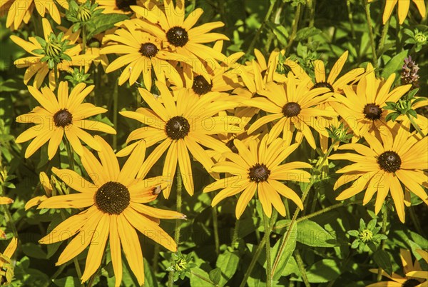 Yellow coneflower (Rudbeckia fulgida) in Ystad, Scania, Sweden, Scandinavia, Europe