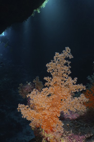 Hemprich's tree coral (Dendronephthya hemprichi) in a cave, light rays in the background, St Johns Caves dive site, Saint Johns Reef, Red Sea, Egypt, Africa