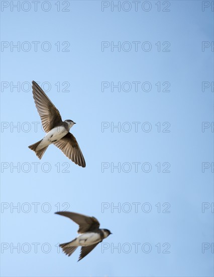 Two sand martins or Rhine martins, nominate form (Riparia riparia riparia) flying in the sun against a blue sky, Wulfener Steilküste nature reserve, Baltic Sea island of Fehmarn, Schleswig-Holstein, Germany, Europe