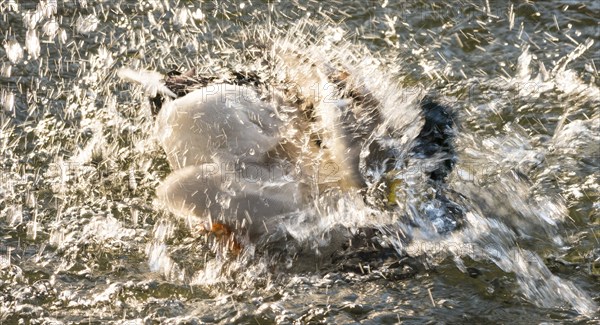 Mallard (Anas platyrhynchos), drake, male in splendid dress, bathing and splashing in the water of a lake, water drops shining in the sun, wiping effect, abstract, Hesse, Germany, Europe