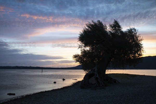 White willow (Salix alba) on a sandbank, dawn, shore, water, summer, Bondensee, Bregenz, Vorarlberg, Austria, Europe