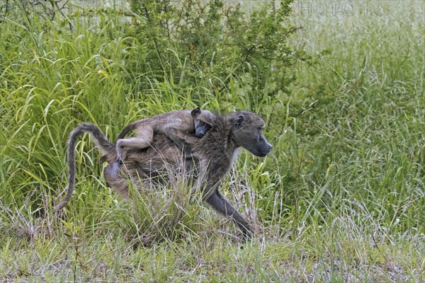 Chacma baboon (Papio ursinus), Cape baboon female walking on the savanna with young on her back in the Kruger National Park, Mpumalanga, South Africa, Africa