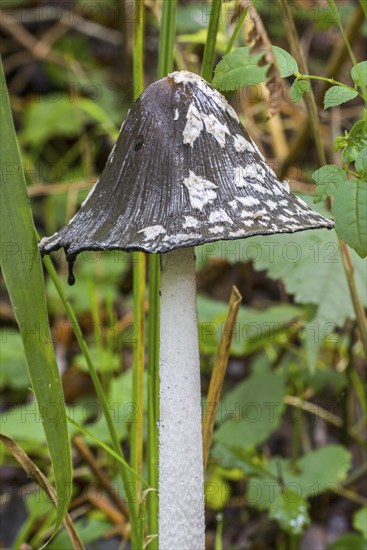 Magpie mushroom, magpie fungus (Coprinopsis picacea), magpie inkcap fungus (Coprinus picaceus) mushroom in autumn forest