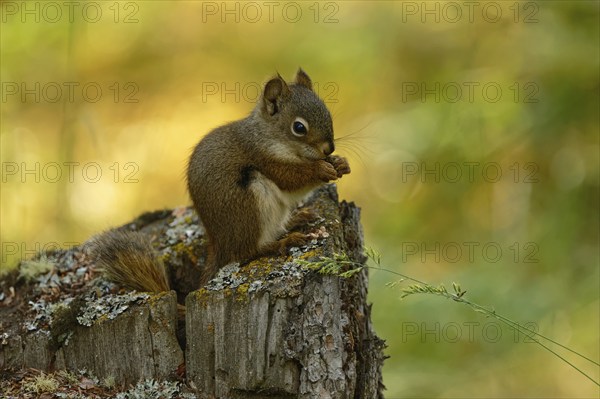 Common Canadian red squirrel (Tamiasciurus hudsonicus) sitting on tree stump, eating, Yukon Territory, Canada, North America