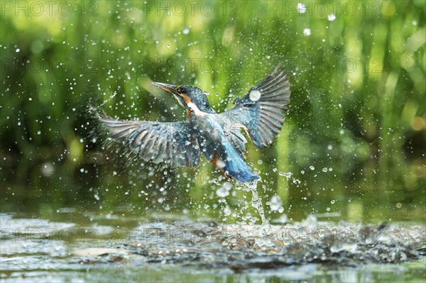 Common kingfisher (Alcedo atthis) unsuccessful fishing kingfisher flies up out of the water after hunting, North Rhine-Westphalia, Germany, Europe