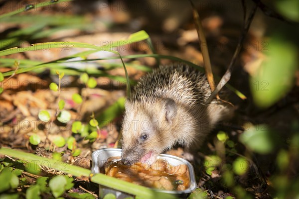 Hedgehog mother with young in the living environment of humans. A near-natural garden is a good habitat for hedgehogs, young hedgehogs can also be fed to give them a better chance of survival for hibernation, Bannewitz, Saxony, Germany, Europe