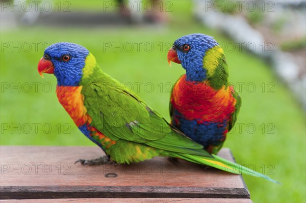 Rainbow Lorikeet (Trichoglossus moluccanus), Rainbow Lorikeet parrot, bird, tropical, fauna, colourful, Whitsunday Islands, Hamilton Island, Queensland, Australia, Oceania