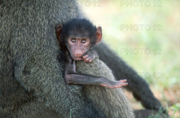 Young Anubis Baboon (Papio anubis), Samburu game reserve, Kenya (Papio cynocephalus anubis)