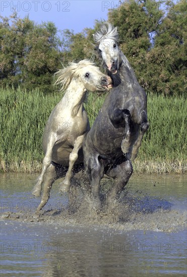 Camargue horses, stallions, Camargue, South of France, Camargue stallion, white stallion