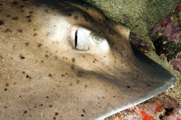 Close-up profile of head with breathing hole behind eye of common stingray (Dasyatis pastinaca) Stingray with black spots on brown body lies in hiding under overhang of lava rock reef