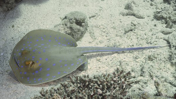 Bluespotted ribbontail ray (Taeniura lymma) and cleaner fish from above, dive site Marsa Shona Reef, Egypt, Red Sea, Africa