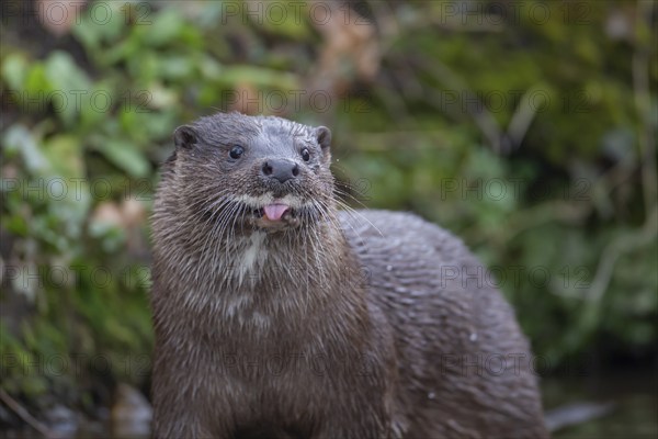 European otter (Lutra lutra) adult animal sticking its tongue out, Norfolk, England, United Kingdom, Europe