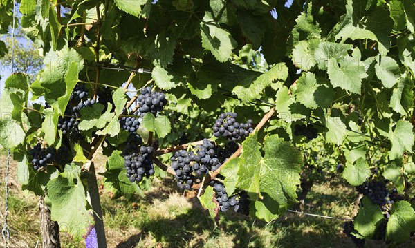 Grape vines (Vitis vinifera) with red grapes and leaves in Sasbachwalden, Ortenaukreis, Baden-Württemberg, Germany, Europe