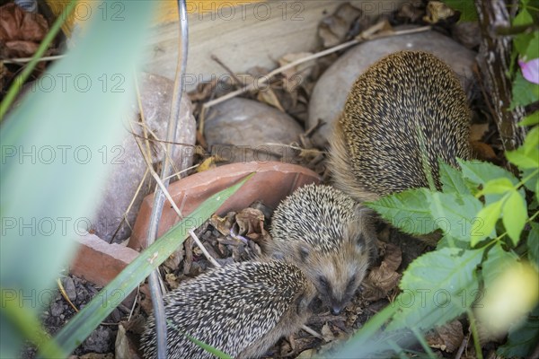 Hedgehog mother with young in the living environment of humans. A near-natural garden is a good habitat for hedgehogs, young hedgehogs can also be fed to give them a better chance of survival for hibernation, Bannewitz, Saxony, Germany, Europe