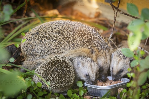 Hedgehog mother with young in the living environment of humans. A near-natural garden is a good habitat for hedgehogs, young hedgehogs can also be fed to give them a better chance of survival for hibernation, Bannewitz, Saxony, Germany, Europe