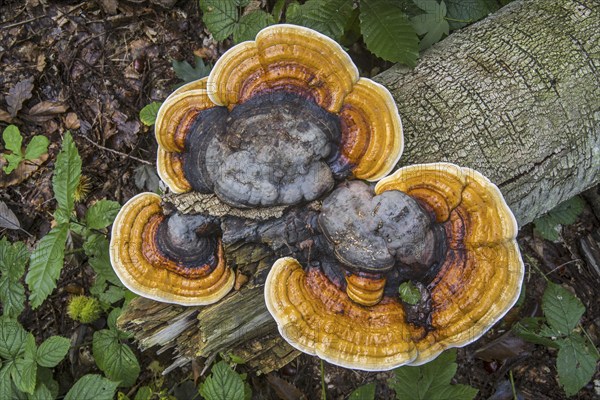 Red-belted conk, brown-rot fungus, red banded polypore (Fomitopsis pinicola) stem decay fungi growing on fallen tree trunk in wood in autumn, fall