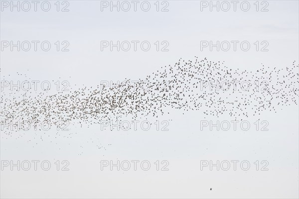 Common (Sturnus vulgaris) starlings fly together, in perfect symbiosis to protect themselves from enemies. Bas-Rhin, Collectivite europeenne d'Alsace, Grand Est, France, Europe