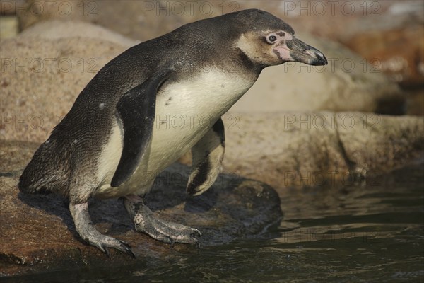 Humboldt penguin (Spheniscus humboldti), stand, portrait, spectacled penguins (Sphenisciformes), spectacled penguin, Spheniscus, penguins, penguin, Spheniscidae, bird, animal, vertebrate, captive