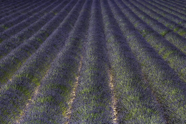 Lavender field, flowering true lavender (Lavandula angustifolia), near Puimoisson, Plateau de Valensole, Provence, Provence-Alpes-Cote d Azur, Southern France, France, Europe