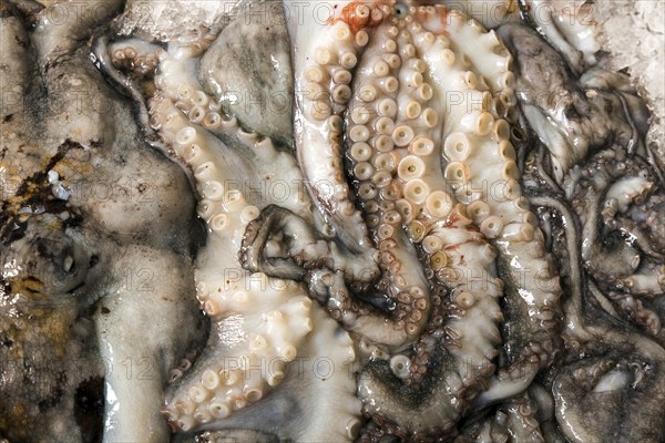 Octopus or octopus, fish market, Mercado dos Lavradores market hall, Funchal, Madeira Island, Portugal, Europe