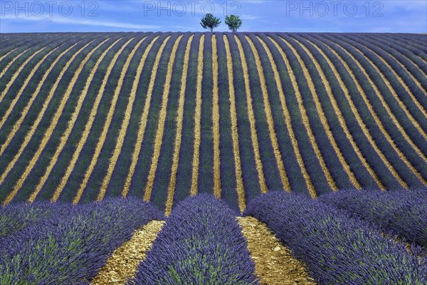 Two trees in an undulating lavender field, flowering true lavender (Lavandula angustifolia), D56, between Valensole and Puimoisson, Plateau de Valensole, Provence, Provence-Alpes-Cote d Azur, South of France, France, Europe