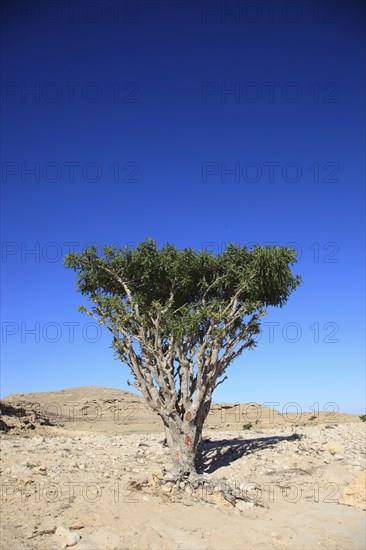 Wadi Dawqah, Incense Tree Cultures, UNESCO World Heritage Site, frankincense (Boswellia Sacra) Carterii, near Salalah, Oman, Asia