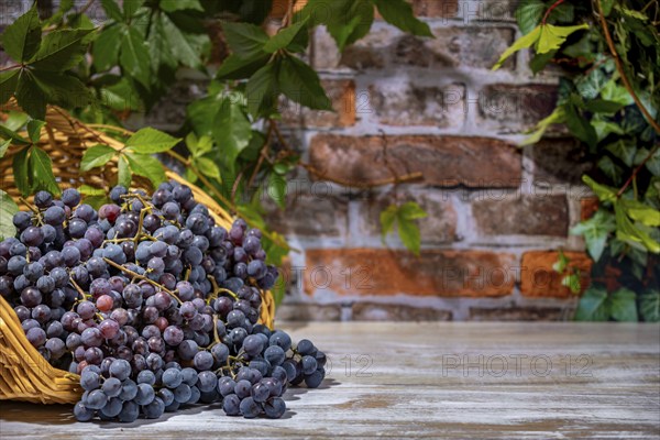 Blue burgundy grapes in and next to basket in front of brick wall with leaves, copying room