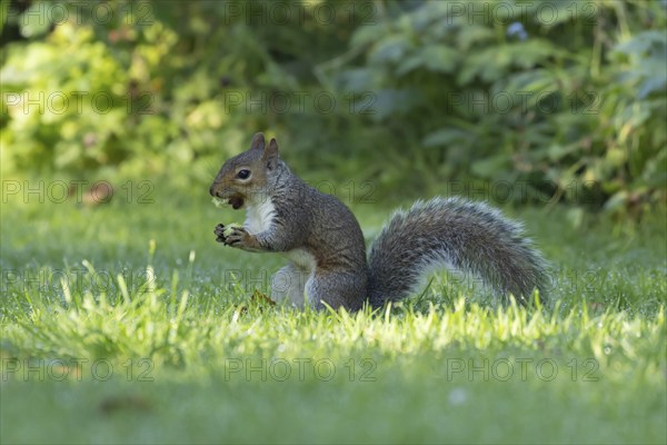 Grey squirrel (Sciurus carolinensis) adult animal feeding on a hazelnut on a garden lawn, Suffolk, England, United Kingdom, Europe