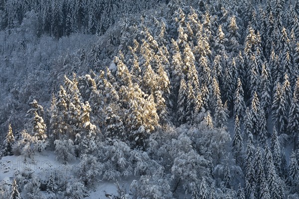 Winter mixed forest, snow, winter, Danube valley, Upper Danube nature park Park, Baden-Württemberg, Germany, Europe