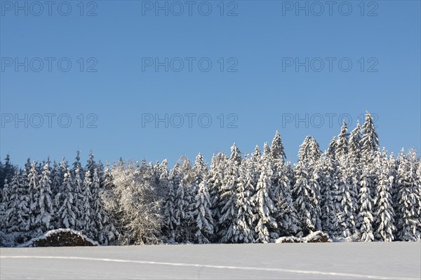 Winter spruce (Picea) (Pinaceae) forest, spruce, pine, snow, winter, Leibertingen, Upper Danube nature park Park, Baden-Württemberg, Germany, Europe