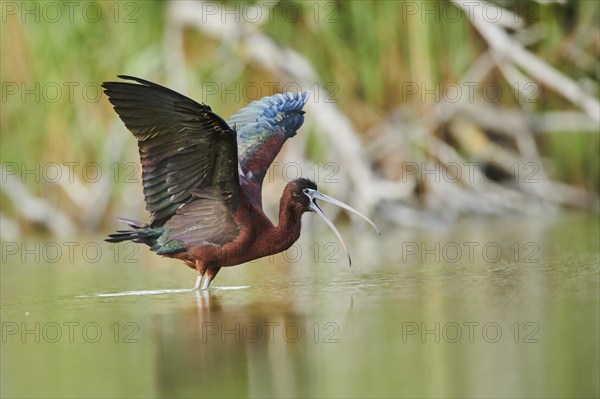 Glossy ibis (Plegadis falcinellus) cleaning its feathers in the water shaking its wings, Camargue, France, Europe