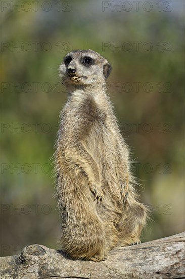 Meerkats (Suricata suricatta), alert, captive, Switzerland, Europe