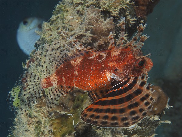 Red Sea Dwarf Lionfish (Dendrochirus hemprichi), Dive Site House Reef, Mangrove Bay, El Quesir, Egypt, Red Sea, Africa