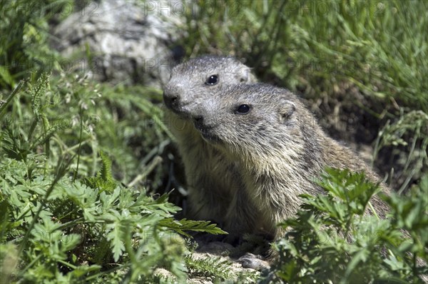 Two curious young Alpine marmots (Marmota marmota) at entrance of burrow, Gran Paradiso National Park, Italian Alps, Italy, Europe