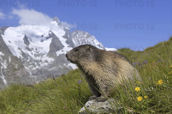 Alpine marmot (Marmota marmota) in front of the snow covered mountain Grossglockner, Hohe Tauern National Park, Carinthia, Austria, Europe