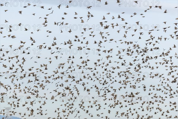 Common (Sturnus vulgaris) starlings fly together, in perfect symbiosis to protect themselves from enemies. Bas-Rhin, Collectivite europeenne d'Alsace, Grand Est, France, Europe