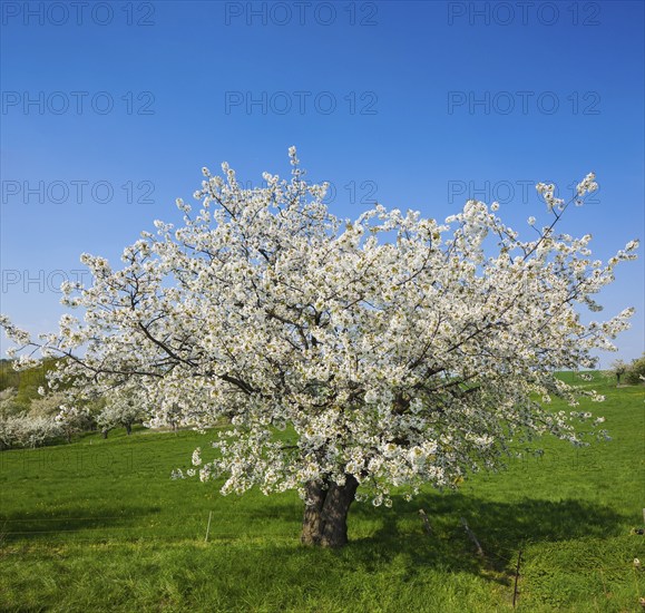 Spring in a carp tavern near Meissen