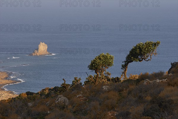 Morning light, bushes bent by the wind, rocky needle in the morning light, blue sea, Machia, Gramvoussa peninsula, Pirate Bay, Balos, Tigani, West Crete, island of Crete, Greece, Europe