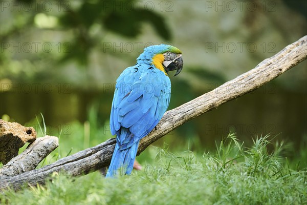 Blue-and-yellow macaw (Ara ararauna) sitting on a wood, captive, distribution south america