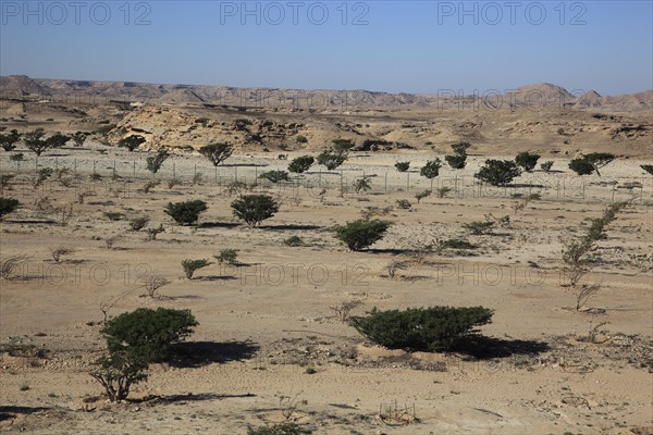 Wadi Dawqah, Incense Tree Cultures, UNESCO World Heritage Site, frankincense (Boswellia Sacra) Carterii, near Salalah, Oman, Asia