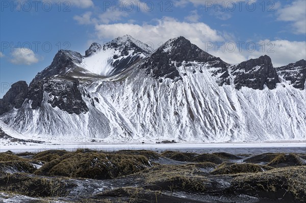 Black sand dunes with reed remains, behind them snowy rocky slopes of Klifantindur, near Vestrahorn, near Höfn, Sudausturland, Iceland, Europe