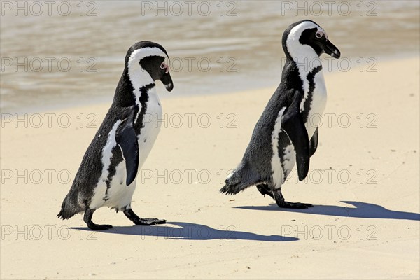 Jackass Penguins (Spheniscus demersus), Boulder, Simon's Town, Western Cape, South Africa, Africa