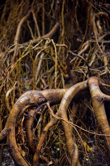 Strangler fig (Ficus virens), tropical tree, tree, rainforest, jungle, Atherton tablelands, Queensland, Australia, Oceania