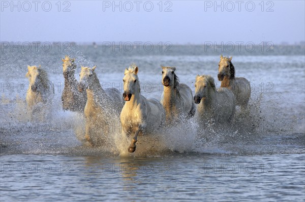 Camargue horses run through water, Camargue, Provence, South of France, Camargue horse, white horse