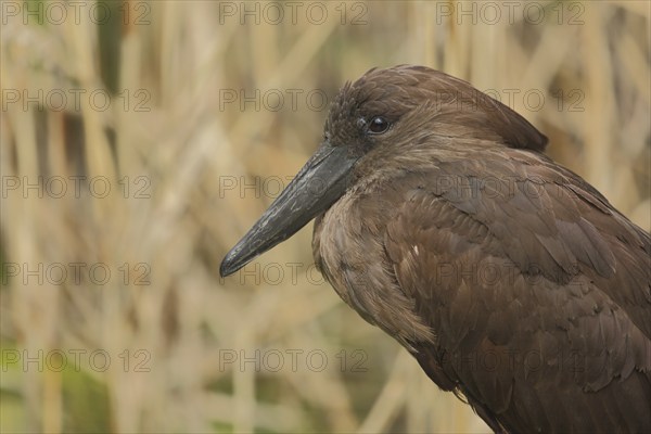 Portrait of the hammerhead (Scopus umbretta), shadow birds, hamerkop, captive