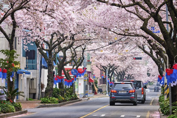 JEJU, SOUTH KOREA, APRIL 9, 2018: Blooming sakura cherry blossom trees in spring in street with cars, Jeju island, South Korea, Asia