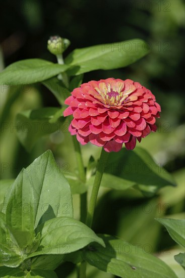 Youth-and-old-Age (Zinnia elegans), Dahlienbluetige Zinnie, dahlienblütige Zinnie, Blumen, flowers, Gartenpflanzen, garden plants, Korbbluetengewaechse, Koepfchenbluetler, Hochformat, vertical, Blueten, blossom (Compositae), bloom