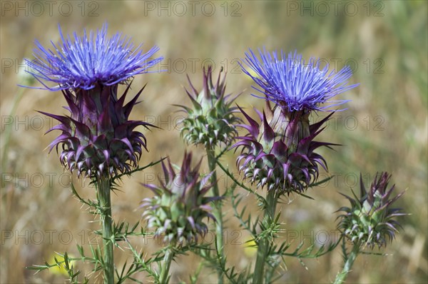 Artichoke (Cynara cardunculus) thistle, cardoon in flower