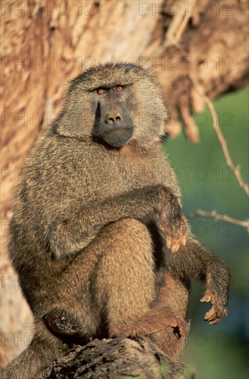 Anubis Baboon (Papio anubis), male, Samburu game reserve, Kenya (Papio cynocephalus anubis)