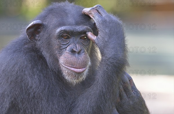 West African Chimpanzee (Pan troglodytes verus), Tacugama Chimpanzee Sanctuary, Province Western Area Tacugama, Sierra Leone, Africa